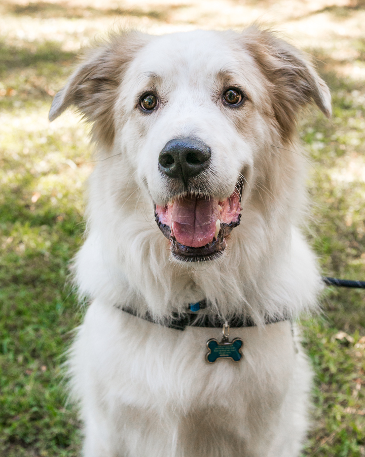 Hutch - Appalachian Great Pyrenees Rescue