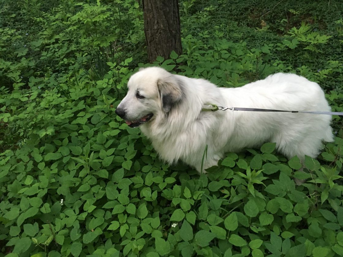 dog in the woods