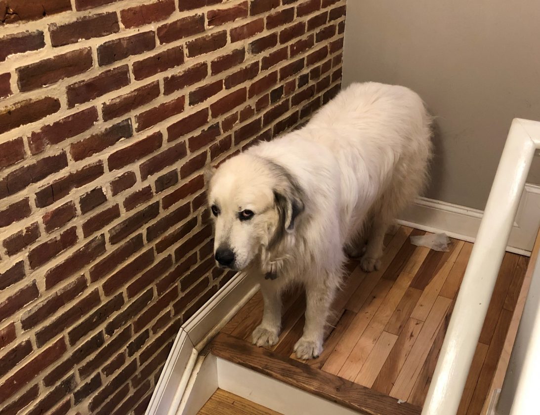 Great Pyrenees standing at the top of the stairs