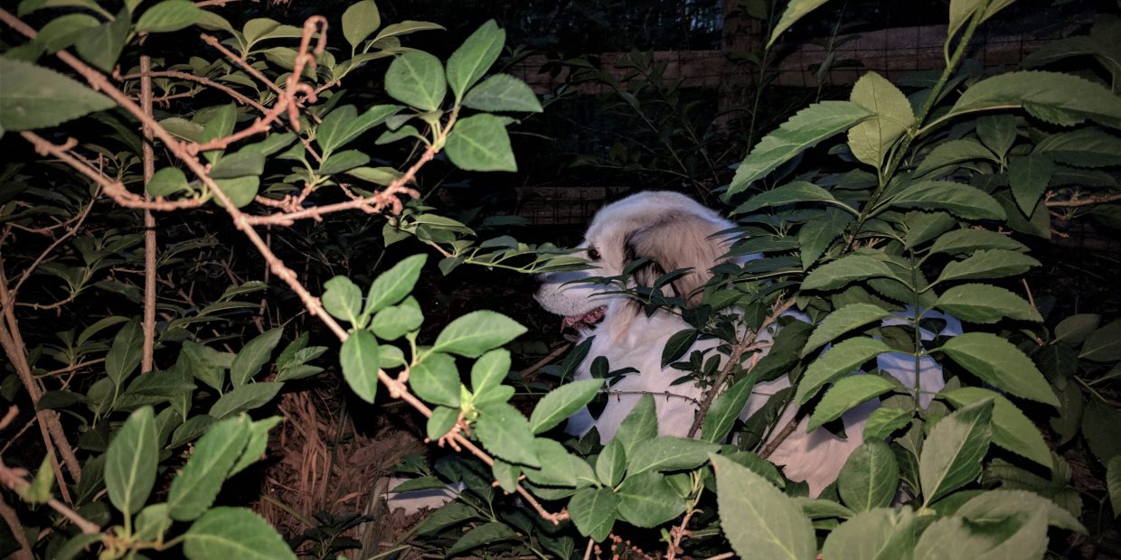 Great Pyrenees dog hiding in some bushes