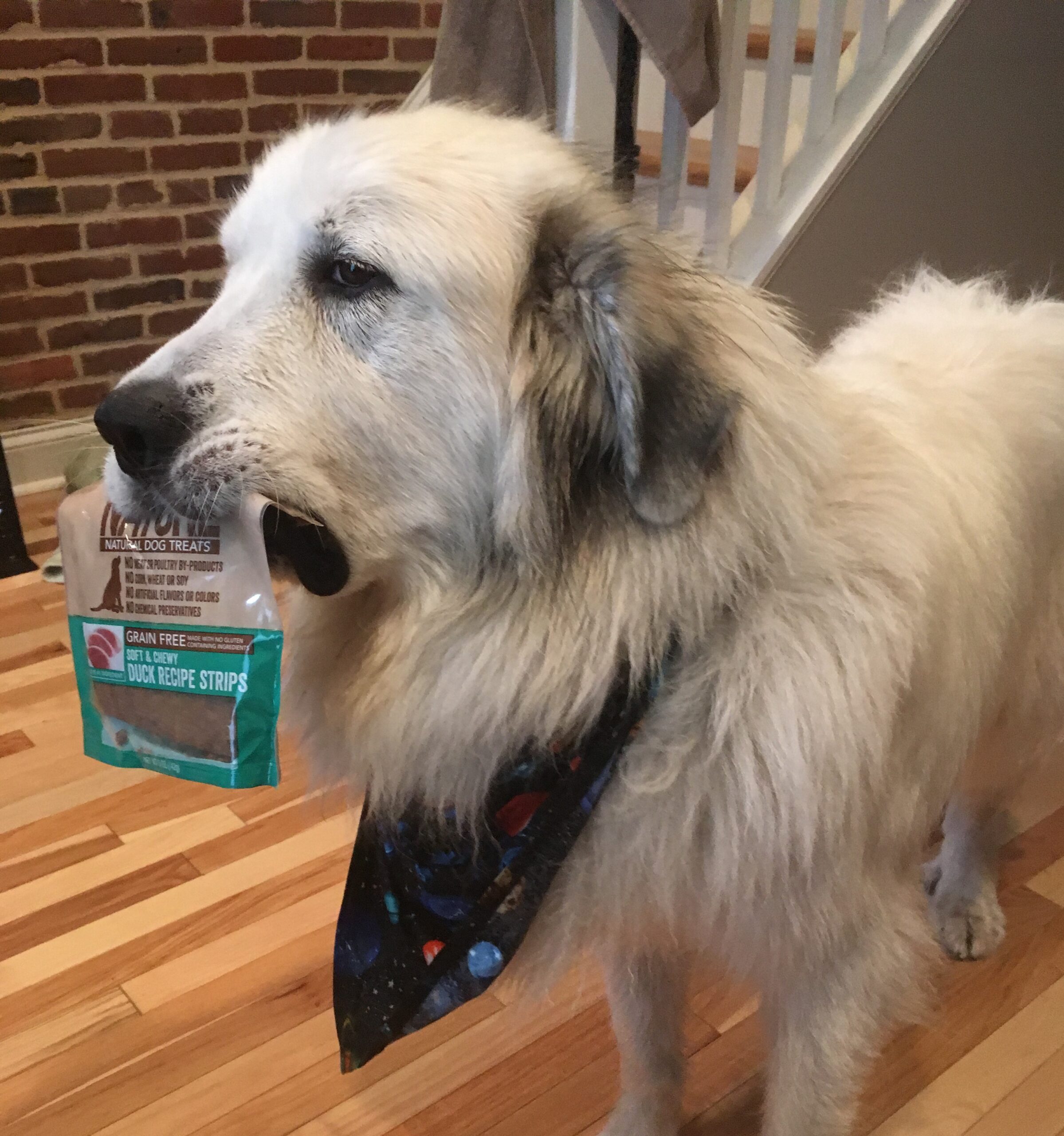 Feeding a shop great pyrenees puppy