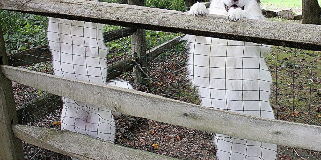 two great pyrenees dogs with their paws up on a wooden post and beam fence