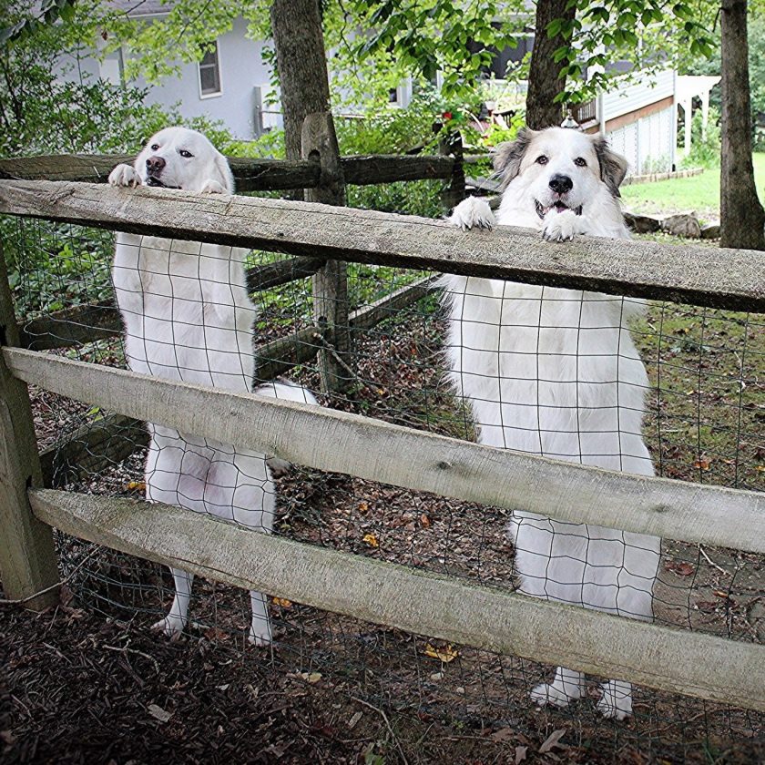 two great pyrenees dogs with their paws up on a wooden post and beam fence