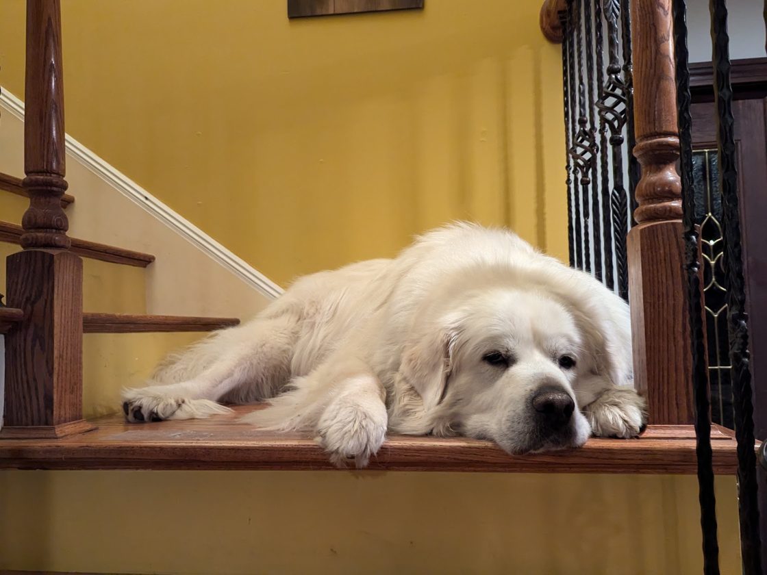 large great pyrenees dog drooping over stairs in a very cute way