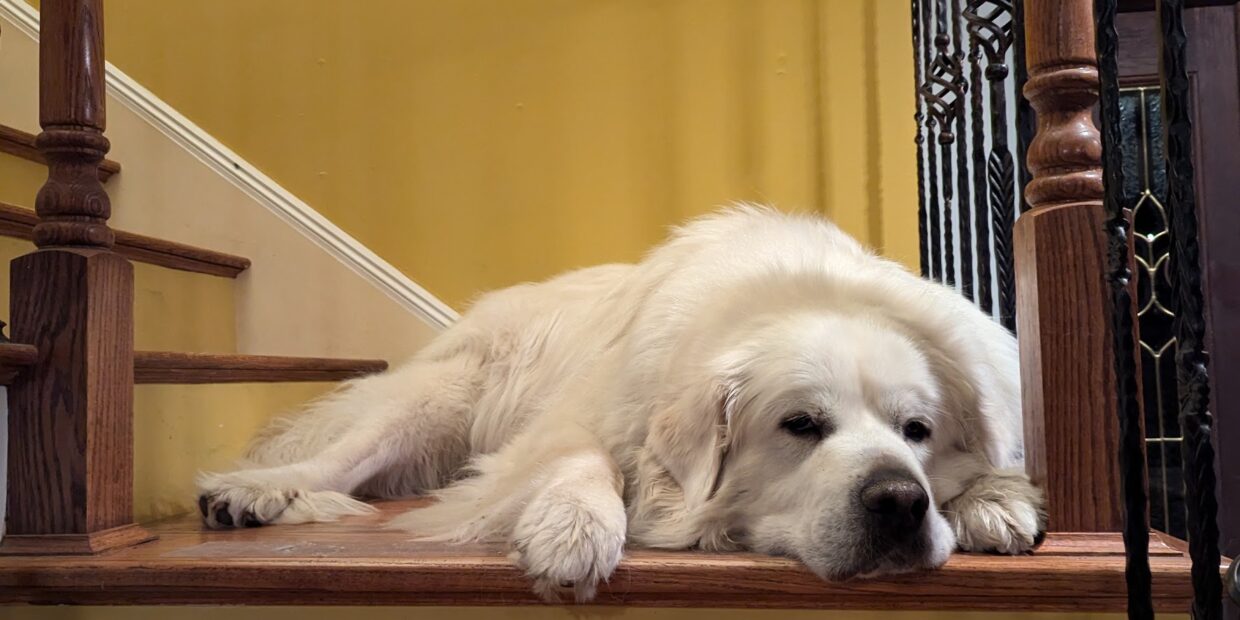 large great pyrenees dog drooping over stairs in a very cute way