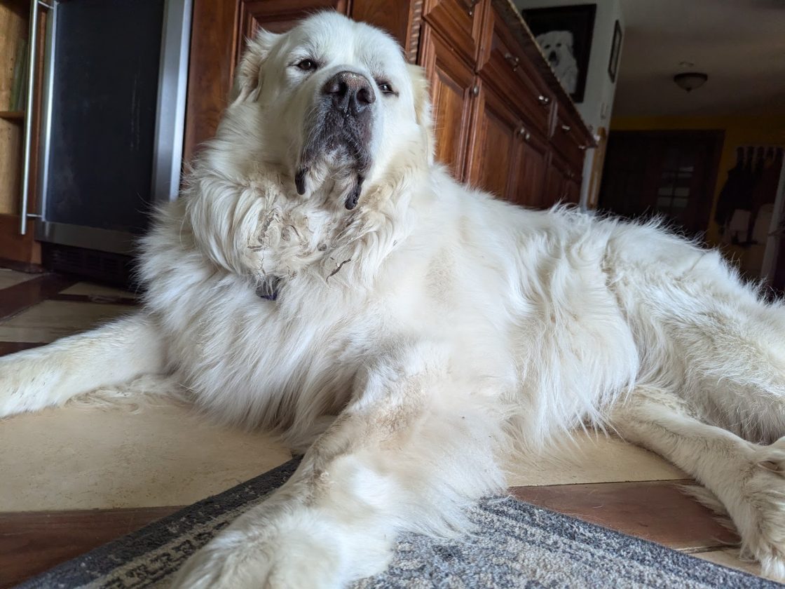 large great pyrenees dog looking goofy and enormous