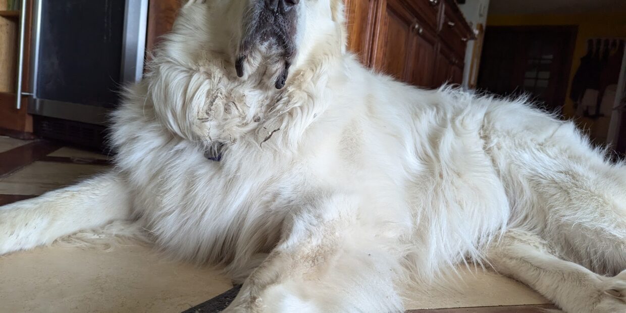 large great pyrenees dog looking goofy and enormous