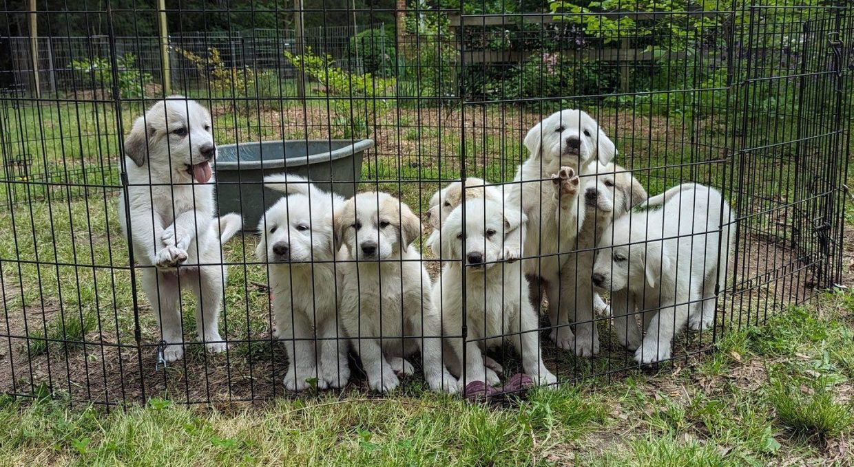 great pyrenees puppies looking through a fence, waiting for an adopter. want to adopt a great pyrenees dog? apply at agpr.org today.