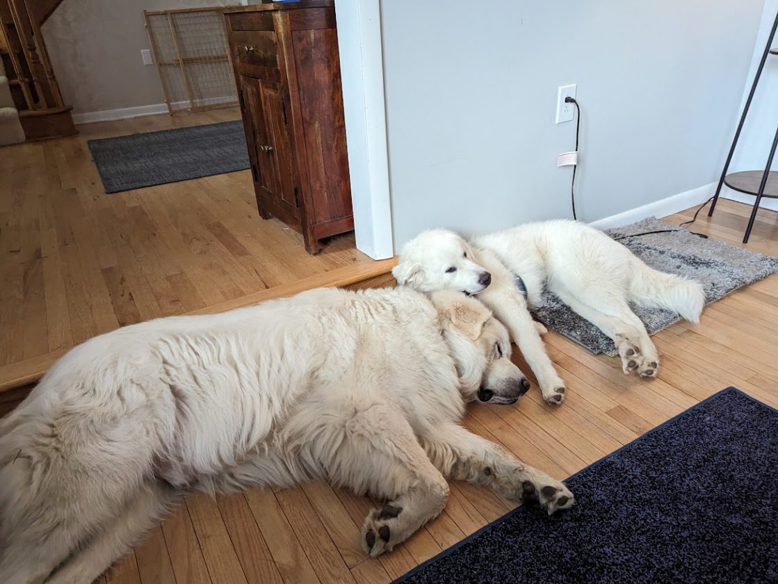 An adult great pyrenees dog napping with a puppy great pyrenees using the older dog's head as a pillow.