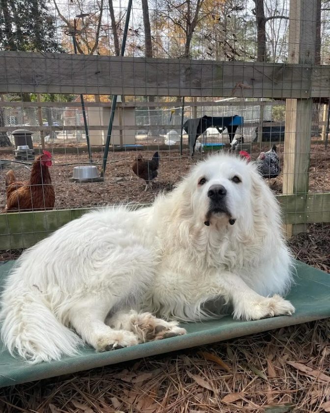 great pyrenees dog lying on an outdoor dog bed guarding a flock of chickens
