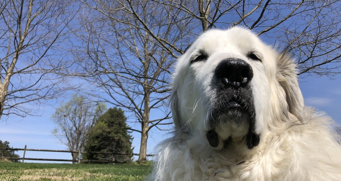 great pyrenees dog in spring with blue sky and bare trees behind him