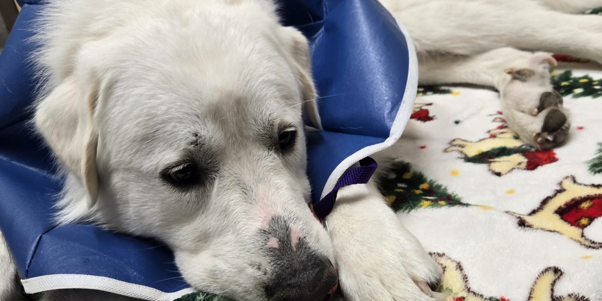 pyreness puppy sick and not feeling well
