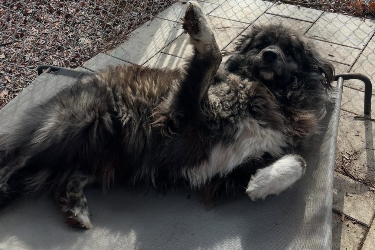 Bene, a long term resident at AGPR, who benefits when a donor wants to help a pyr in need through our recurring donation program