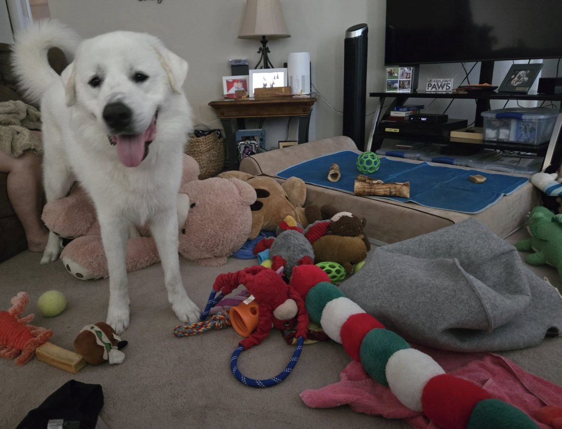 great pyrenees puppy playing with all his toys on a very hot summer day for indoor enrichment
