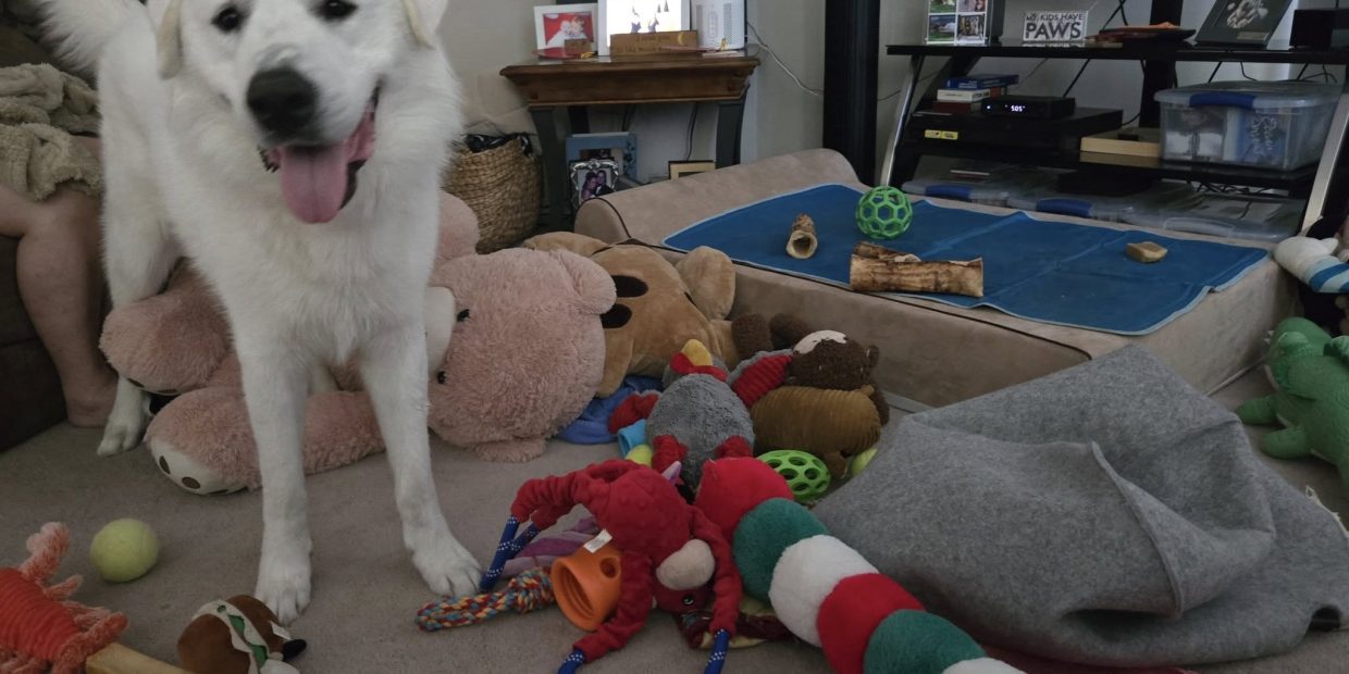 great pyrenees puppy playing with all his toys on a very hot summer day for indoor enrichment
