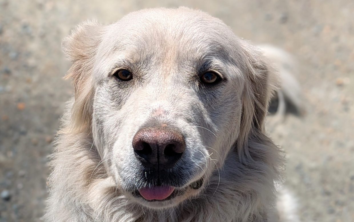up close shot of the face of a great pyrenees assisted by appalachian great pyrenees rescue in richmond virginia