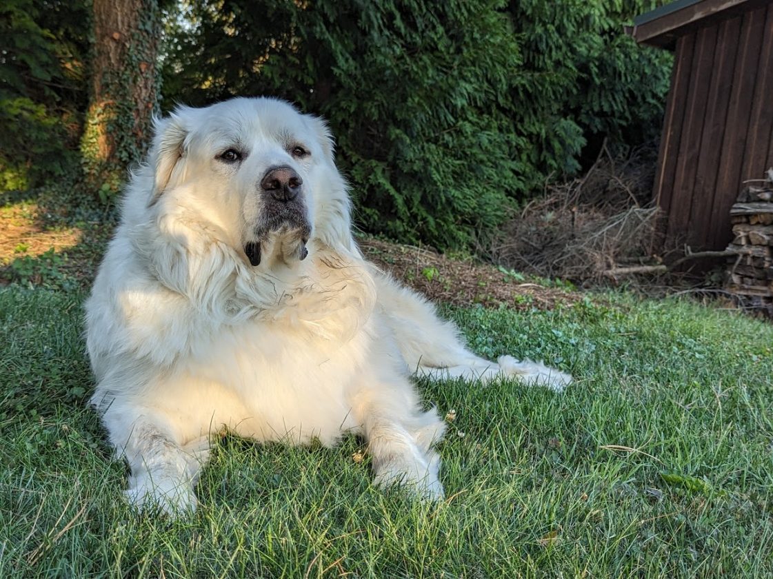 a great pyrenees dog look suspiciously toward the camera while lying down in grass, used for the AGPR volunteer with us webpage