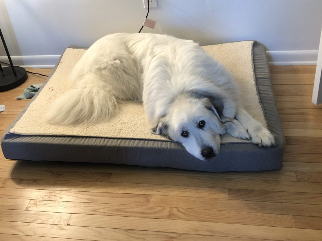 a senior great pyrenees with joint problems