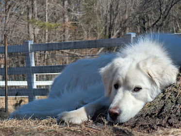 a great pyrenees dog lying in front of a fence