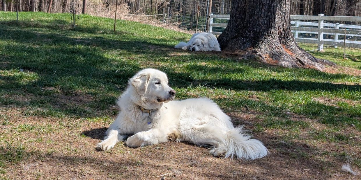 independent dog great pyrenees liooking off into the distance while sitting in a yard