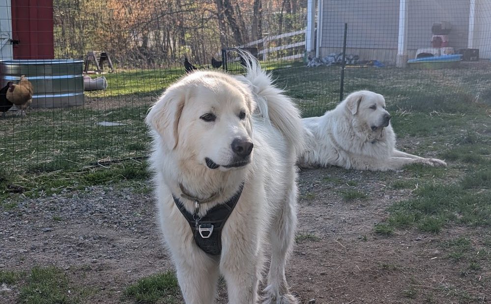 two great pyrenees dog guarding in a yard