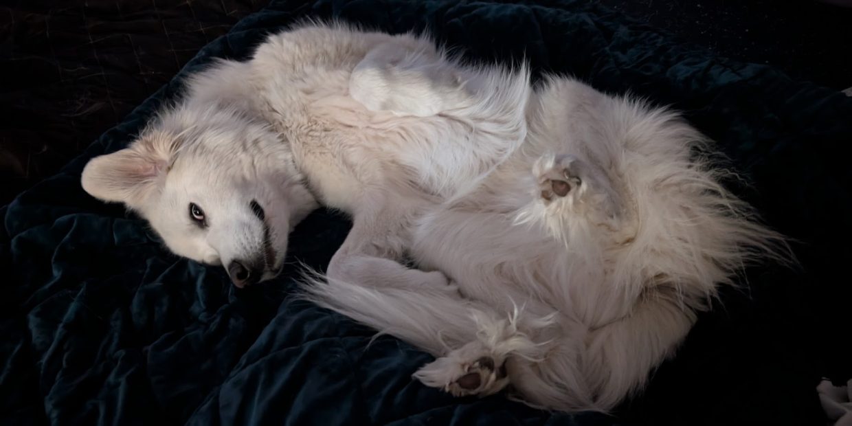 dandelion sleeping upside down with her eyes wide open in classic great pyrenees nocturnal habit
