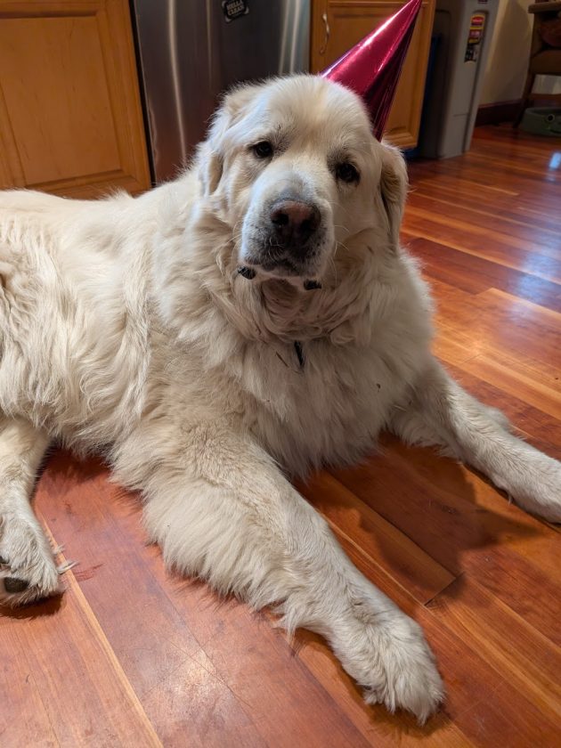 Celebrate your pyrenees dog photo of blueberry the great Pyrenees wearing a birthday hat