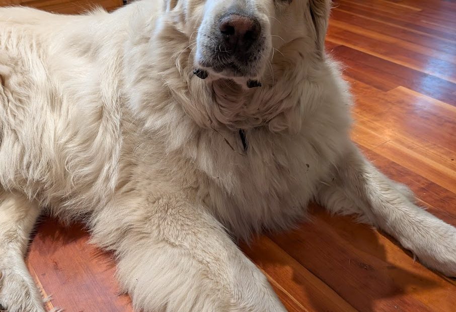 Celebrate your pyrenees dog photo of blueberry the great Pyrenees wearing a birthday hat