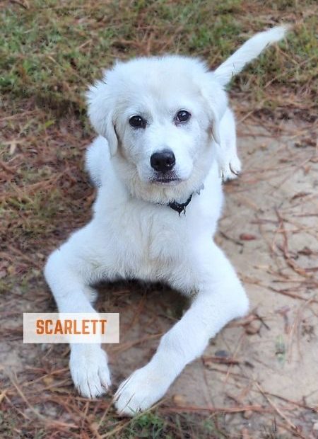 scarlett a young great pyrenees dog looking up intently at the camera