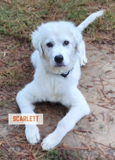 scarlett a young great pyrenees dog looking up intently at the camera